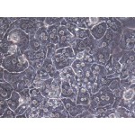 Mouse Hepatocytes